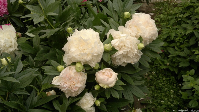 'Marilla Beauty' peony photo