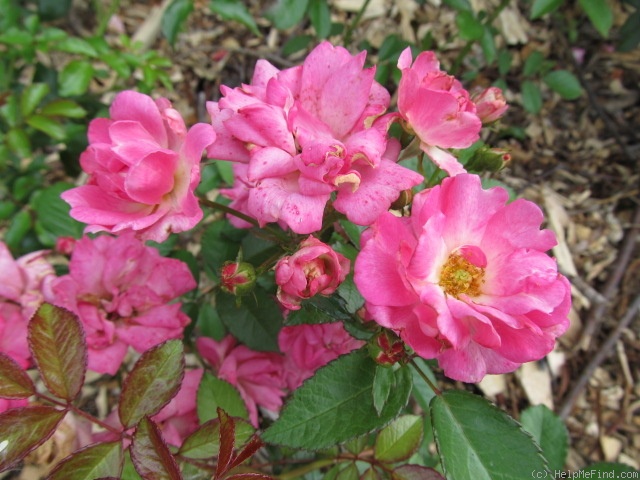 'Ellen Poulsen (Polyantha, Poulsen, 1911)' rose photo