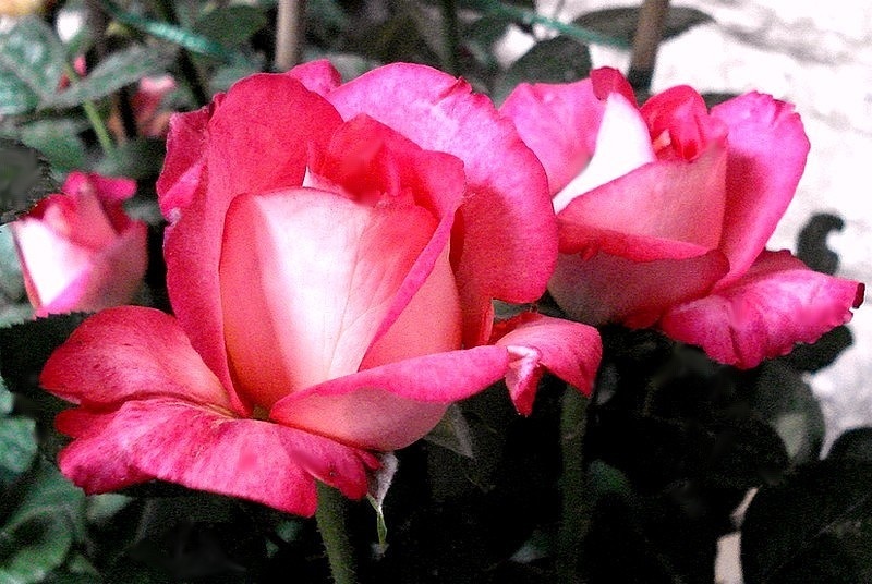 'Agrocampus Ouest' rose photo