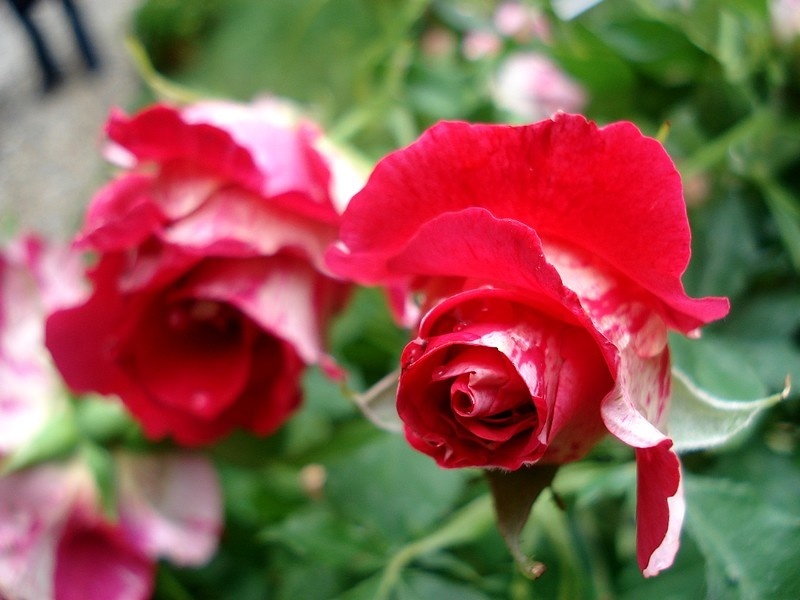 'Chloroph'iles' rose photo
