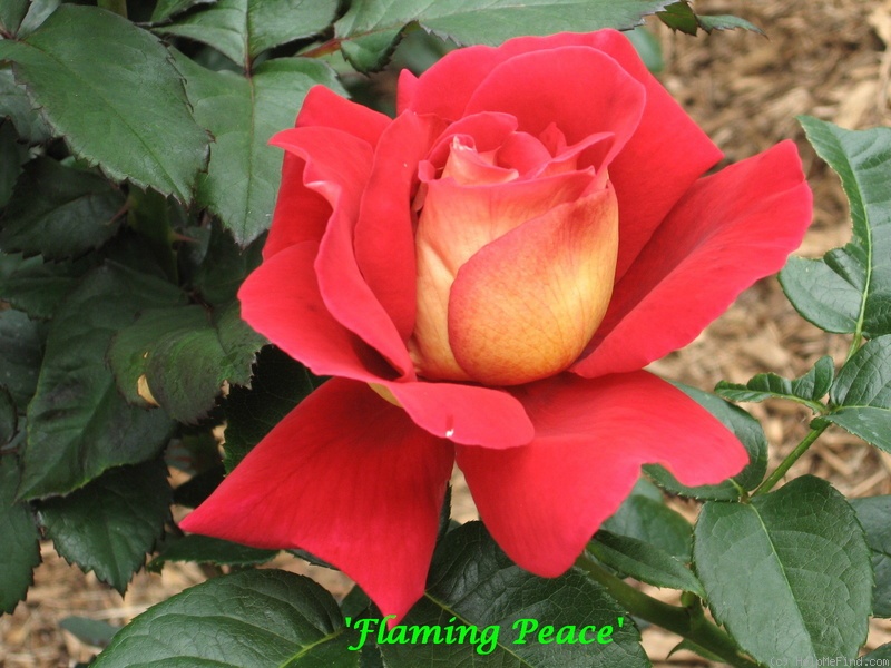 'Flaming Peace (Hybrid Tea, McGredy, 1966)' rose photo