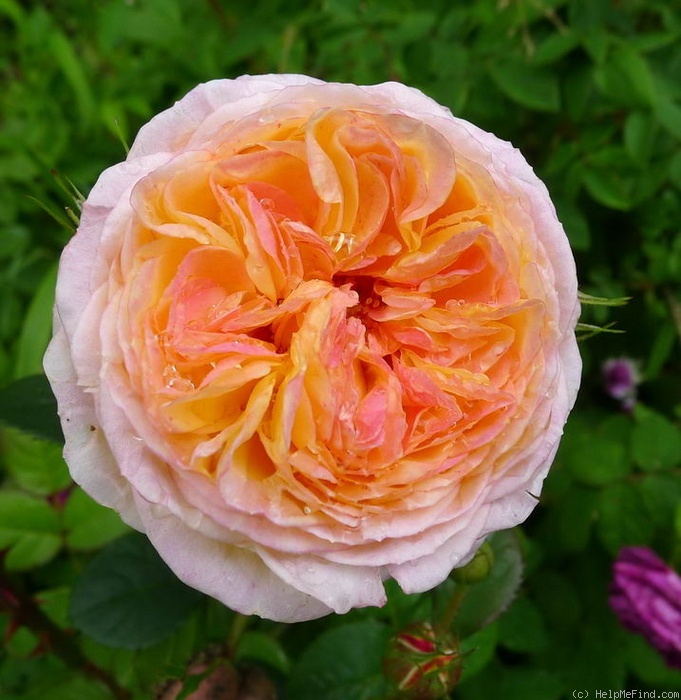 'Rosomane Janon ®' rose photo