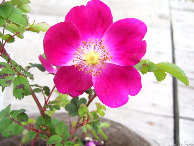 'Mrs. Colville' rose photo