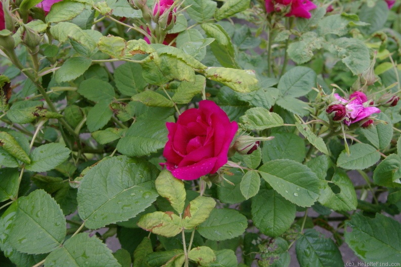 'Portlandica' rose photo