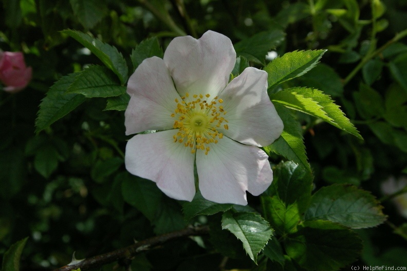 '<i>Rosa canina</i> alba' rose photo