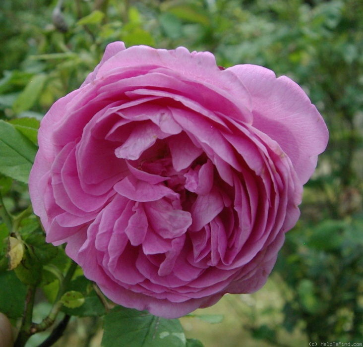 'Coupe d'Hébé (cl. bourbon, Laffay, 1840)' rose photo