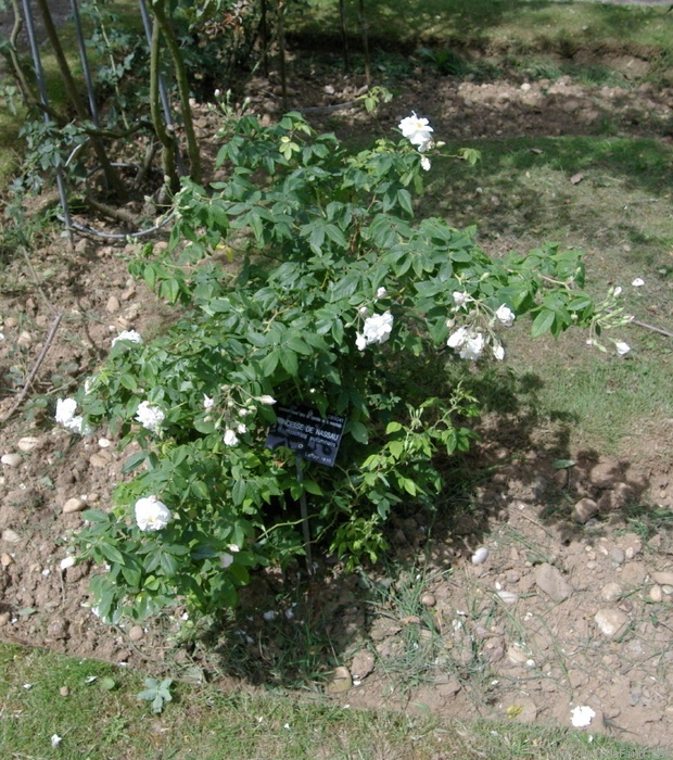 'Princesse de Nassau (hybrid noisette, Laffay, 1828)' rose photo