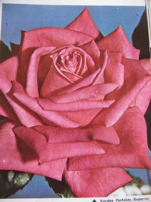 'Kordes' Perfecta Superior' rose photo