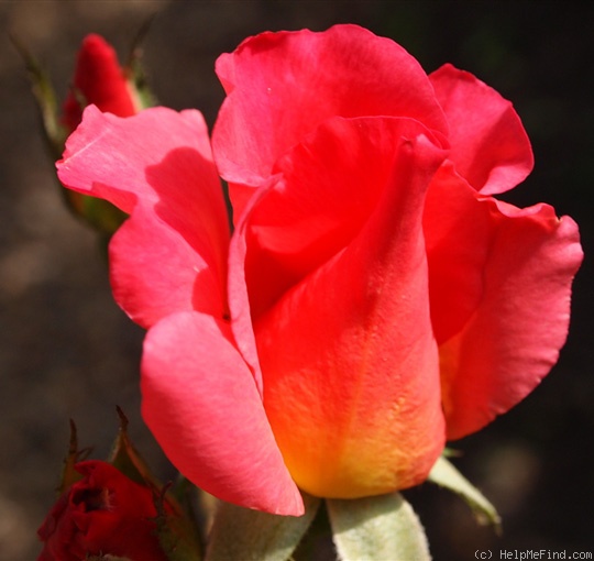 'Isobel' rose photo