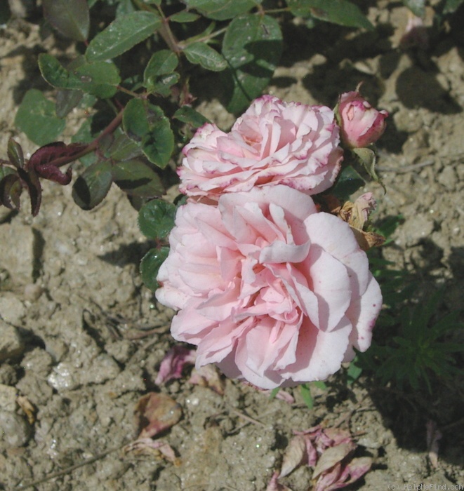 'Martha (bourbon, Knudsen / Zeiner, 1912)' rose photo
