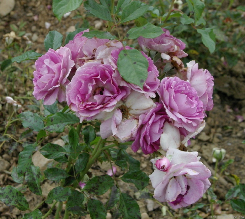 'Lavande Parfumée ®' rose photo