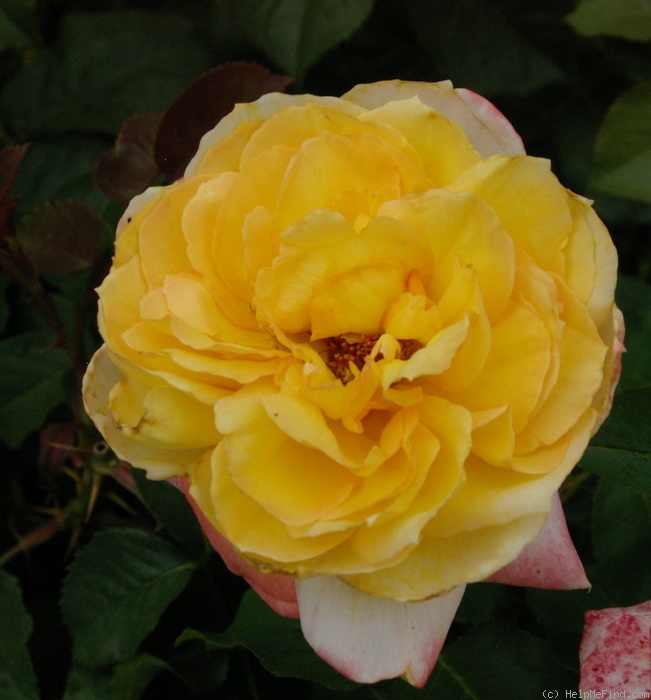 'Violon d'Ingres' rose photo