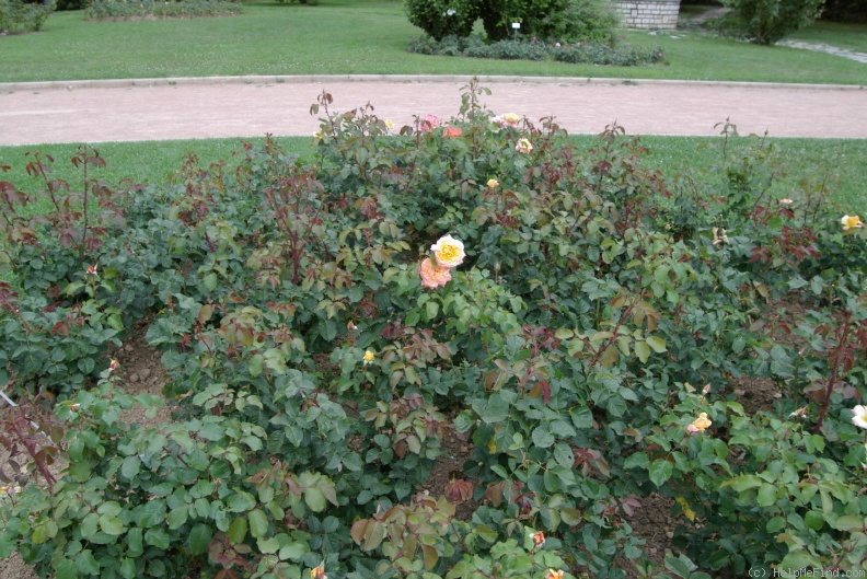 'Violon d'Ingres' rose photo
