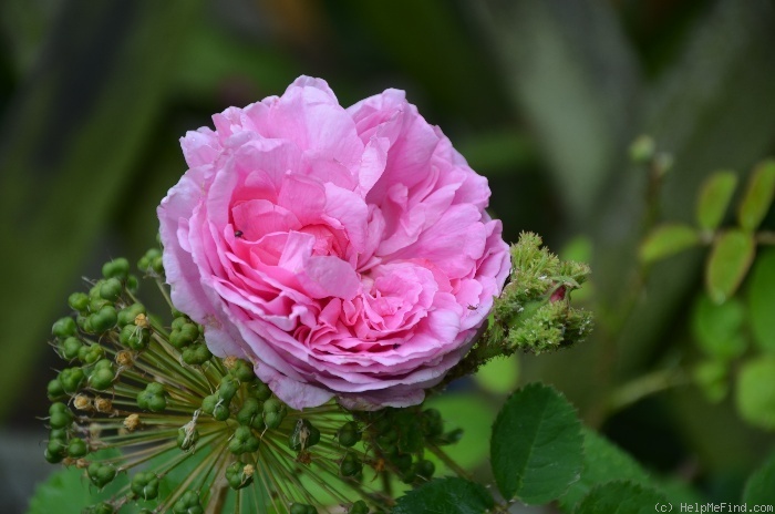 'Cristata' rose photo