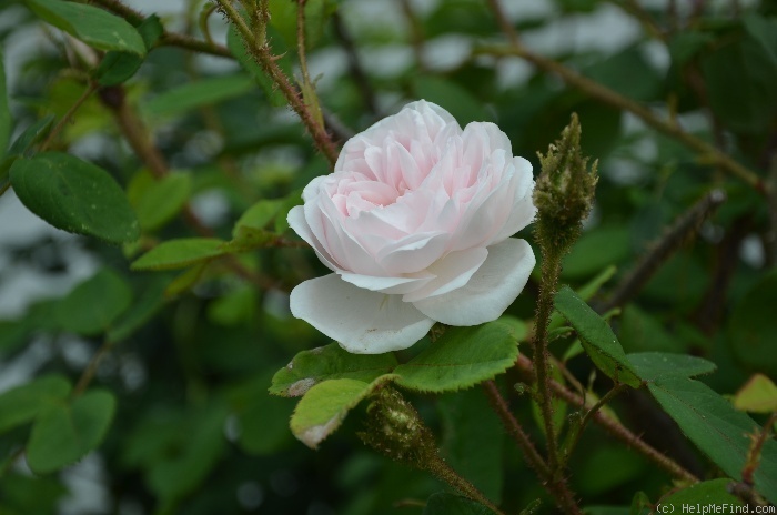 'Rosa centifolia muscosa alba' rose photo