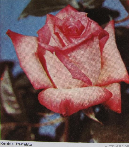 'Kordes' Perfecta' rose photo