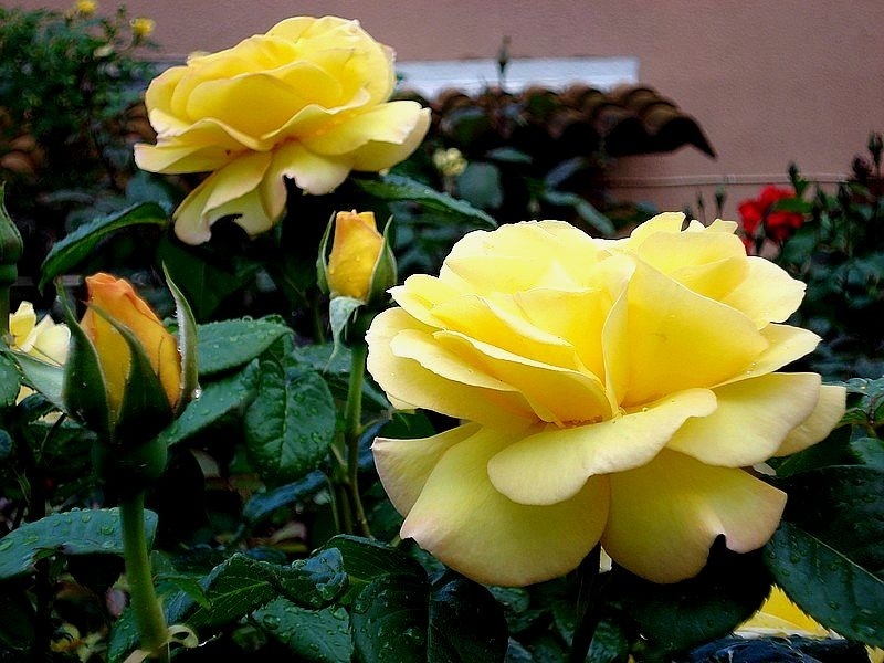'Roche du Theil ®' rose photo