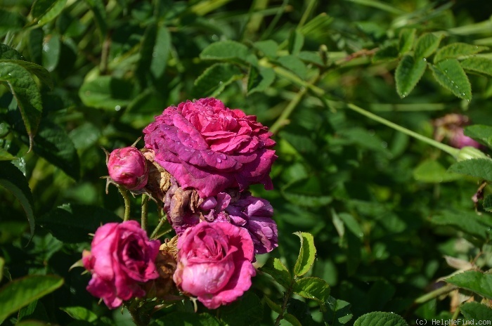 'Assemblage des Beautés' rose photo