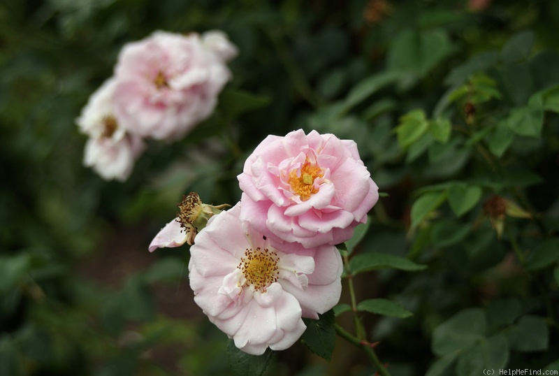 'Mrs. F.F. Prentiss' rose photo