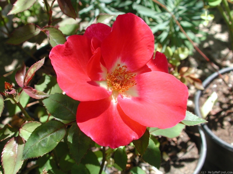 'CARHORAIRE' rose photo