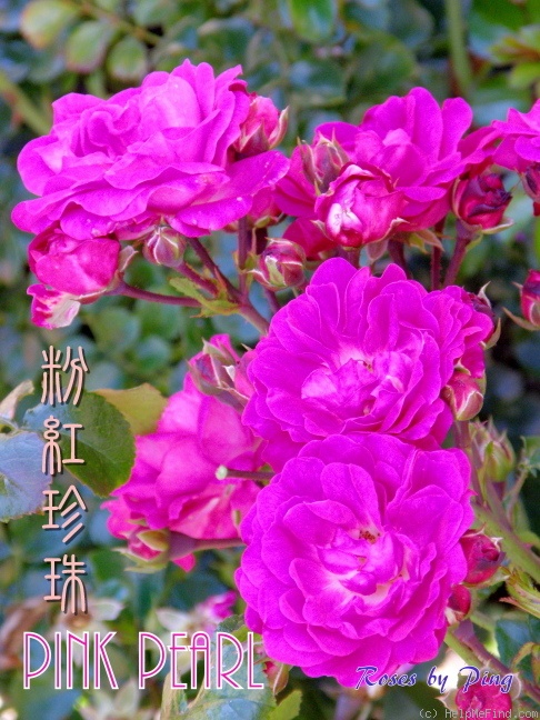 'Pink Pearls' rose photo