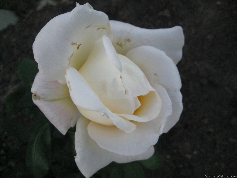 'Caroline Victoria (Hybrid Tea, Harkness, 2006)' rose photo