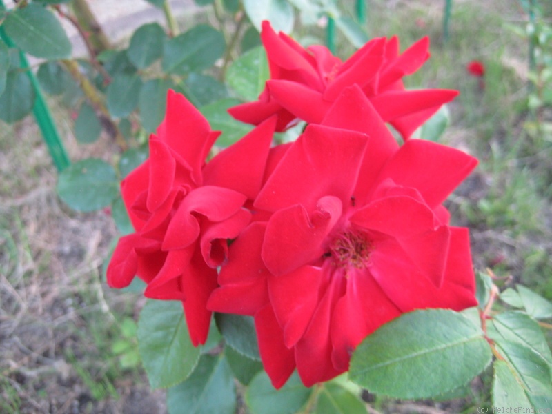 'Exploit ®' rose photo