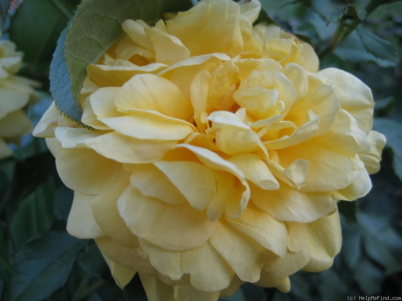 'Starlite (hybrid tea, Meilland 1995)' rose photo