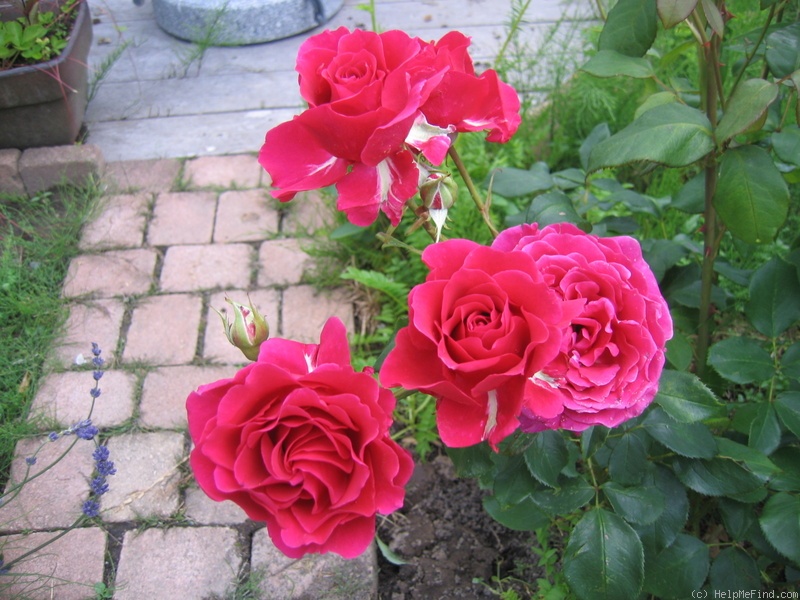 'Macon Rouge' rose photo
