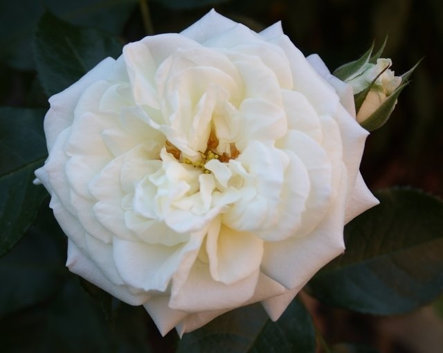 'Alabaster ® (floribunda, Evers/Tantau, 2007)' rose photo