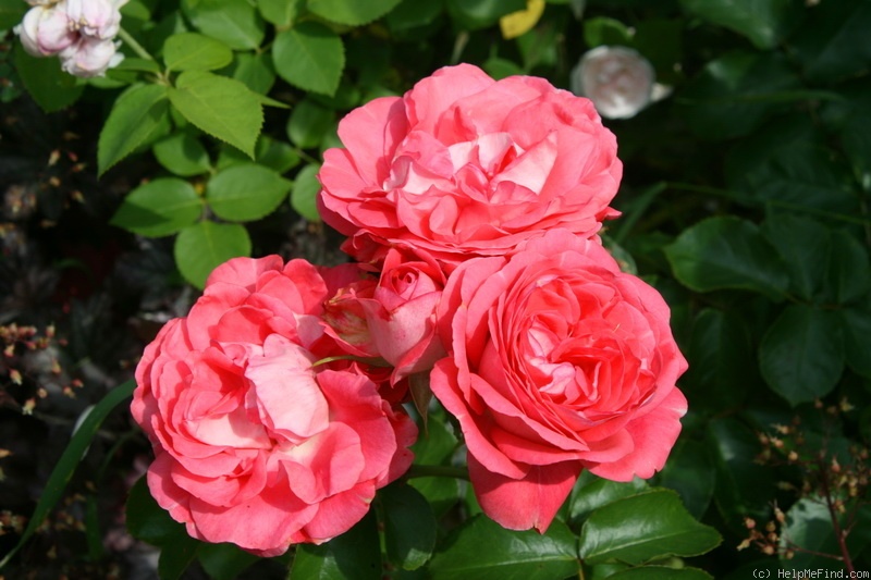 'Belle de Dom ®' rose photo