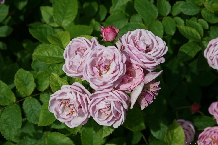 'Stadt Amöneburg' rose photo