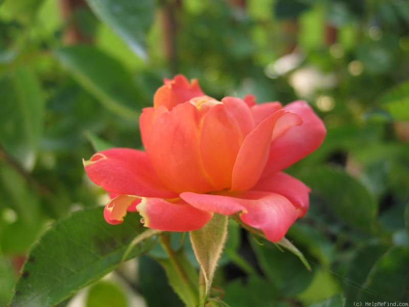 'Leprechaun' rose photo
