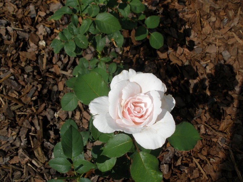 'Sweet Afton (hybrid tea, Armstrong & Swim, 1964)' rose photo