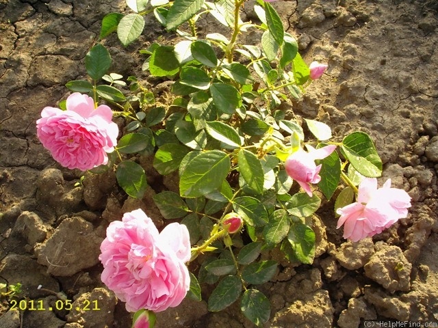 'Harlow Carr ™ (English rose, Austin, by 2004)' rose photo