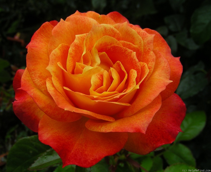 'Tangerine Streams' rose photo