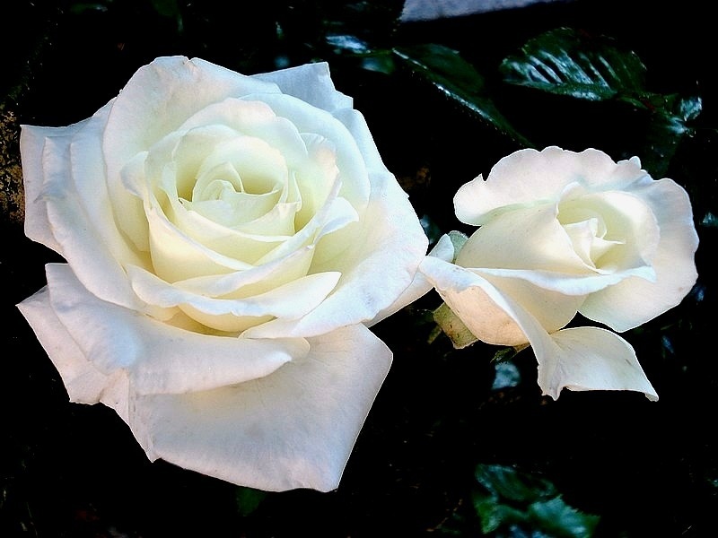 'Metropolitan ® (hybrid tea, Meilland 2004)' rose photo