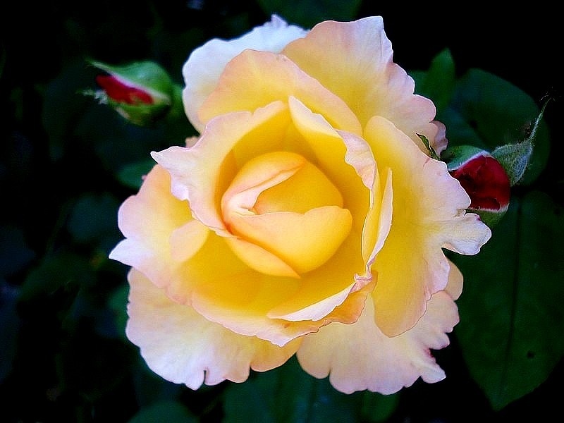 'Well Being' rose photo