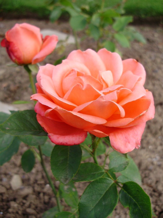 'Prinsesse Margrethe' rose photo