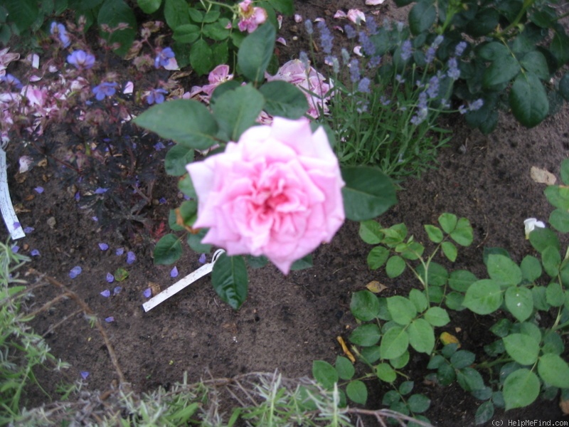 'Reginald Fernyhough' rose photo