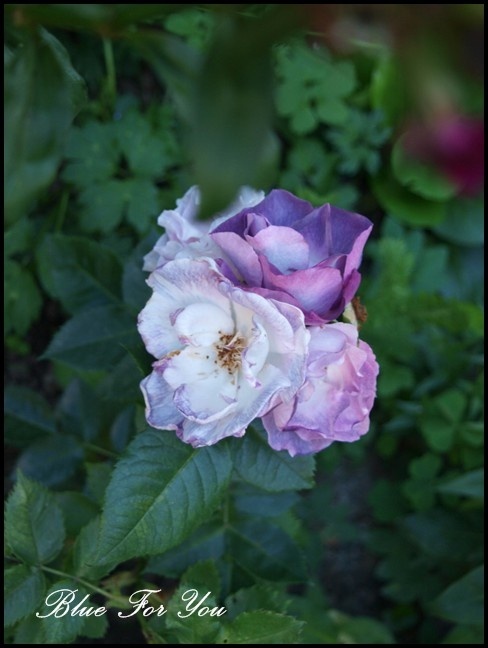 'Blue For You (Floribunda, James 2001)' rose photo
