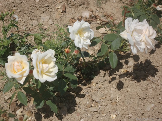 'Gustave Régis' rose photo