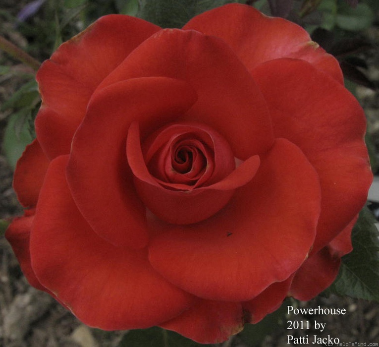 'Powerhouse' rose photo