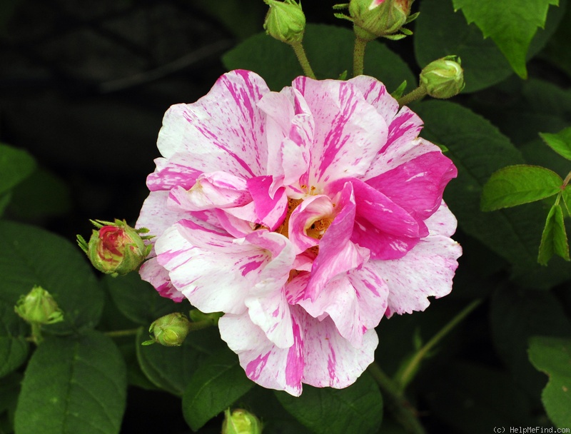 '<i>Rosa gallica</i> 'Rosa Mundi'' rose photo