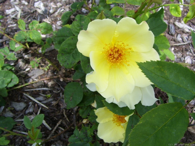 'Golden Wings (Shrub, Shepherd, 1956)' rose photo