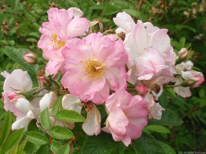 'Sointu' rose photo