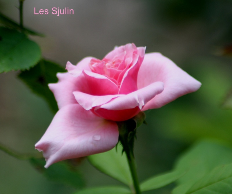 'Les Sjulin' rose photo