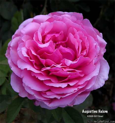 'Augustine Halem' rose photo