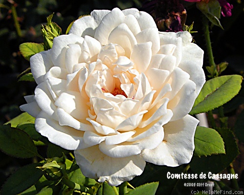 'Comtesse de Cassagne' rose photo