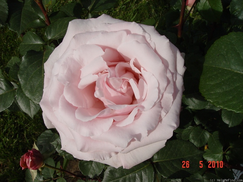 'Anna Pavlova (Hybrid Tea, Beales, 1981)' rose photo